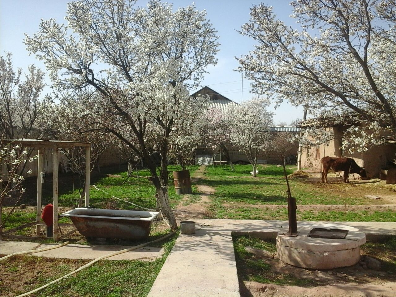 My Home in Uzbekistan